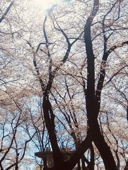 Temi's Gentle Bloom: A Relaxing Spring Escape