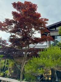 🌸 교토 벚꽃 명소 & 감성 사진 스팟 도게츠교 🌁