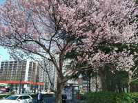 仙台錦町公園賞櫻美景