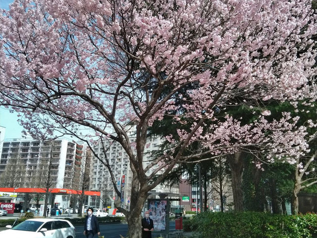 仙台錦町公園賞櫻美景
