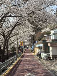 🌸지금가야하는 하동 십리벚꽃길🌸