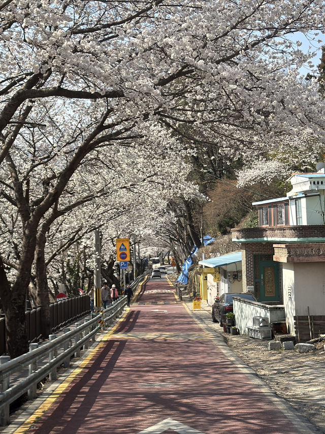 🌸지금가야하는 하동 십리벚꽃길🌸