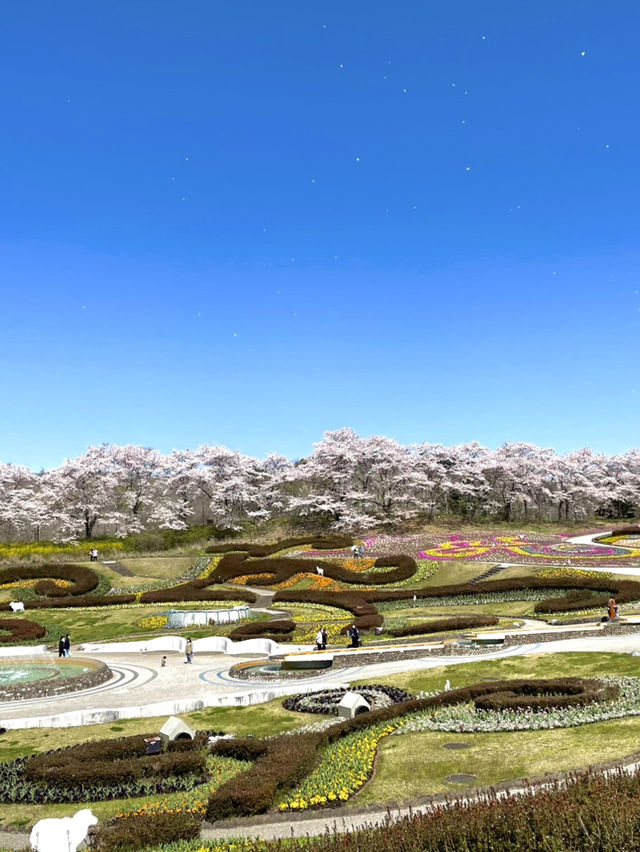 【宮城×春旅】 桜、チューリップ、雪山、青空のの絶景スポット