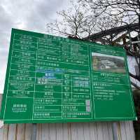 清華大學櫻花林
