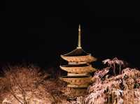 京都の櫻花