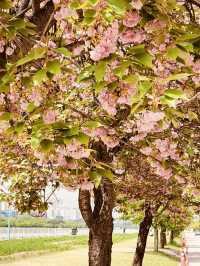 Misagyeongjeong Park's Spring Embrace: Lakeside Beauty and Blooming Life