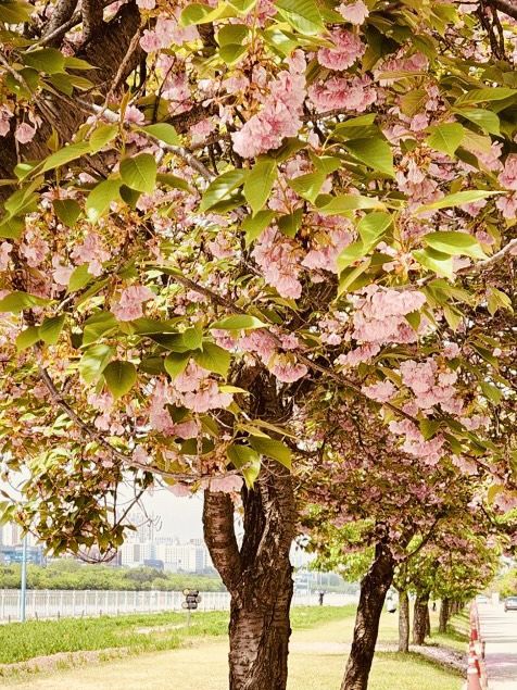 Misagyeongjeong Park's Spring Embrace: Lakeside Beauty and Blooming Life
