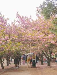 2주 후에 볼 수 있는 경주 겹벚꽃 🌸🌸