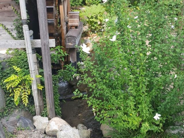 [🇯🇵京都] 緑に包まれる癒しの時間―京都府立植物園で感じる自然の息吹