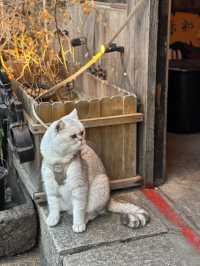 Xitang: A Purr-fect Paradise for Cat Lovers