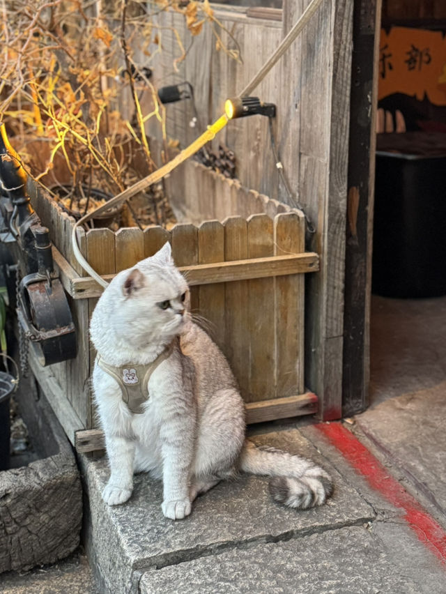 Xitang: A Purr-fect Paradise for Cat Lovers