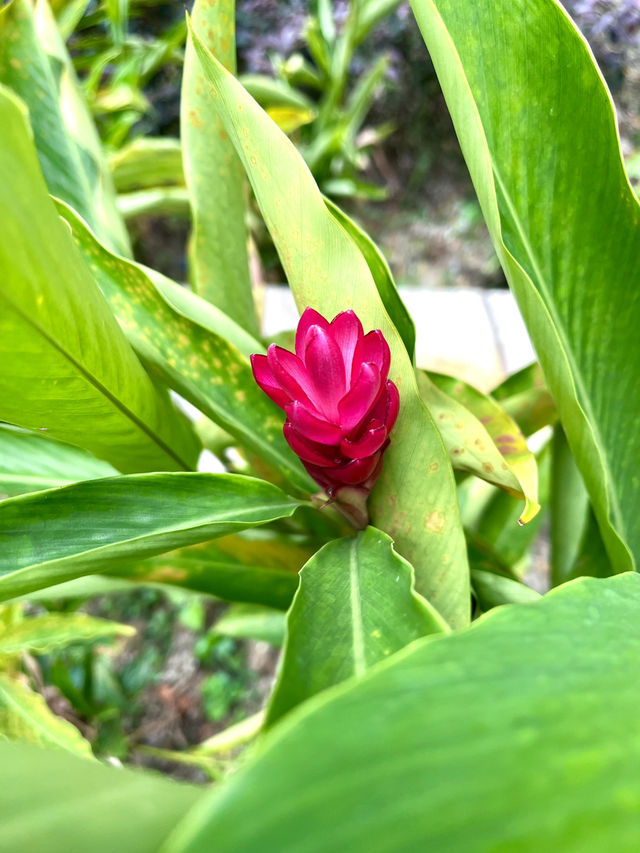 The Gardens Mall: Where Sustainability Blooms Naturally