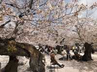 東別院站市集&賞櫻🌸