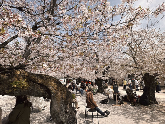 東別院站市集&賞櫻🌸