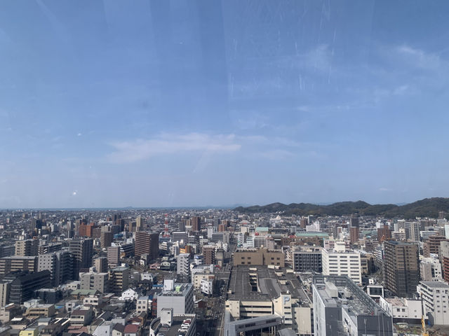 마쓰야마 벚꽃 여행