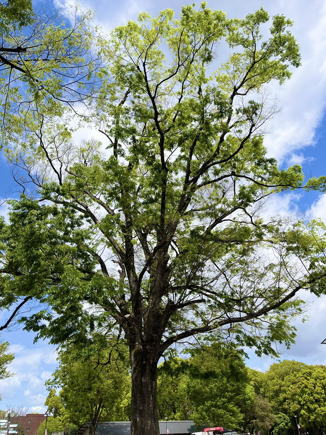 上野公園の朝を彩る「ラジオ体操広場」🌅🧘‍♂️