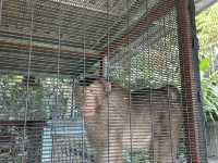 Borneo Happy Farm Date