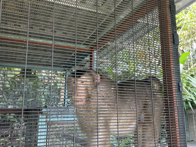 Borneo Happy Farm Date