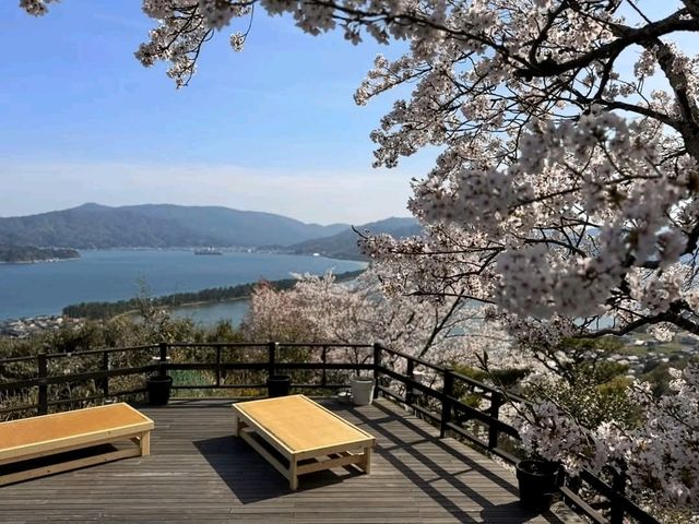 海之京都賞櫻趣，日本三景之一天橋立