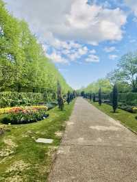 Cherry Blossom Walk at Regent’s Park
