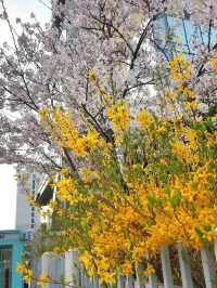 A CHARMING WALK THROUGH GAMCHEON SLOPES AND ALLEYS