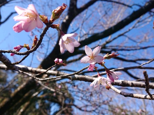 🌸クマノザクラ🌸