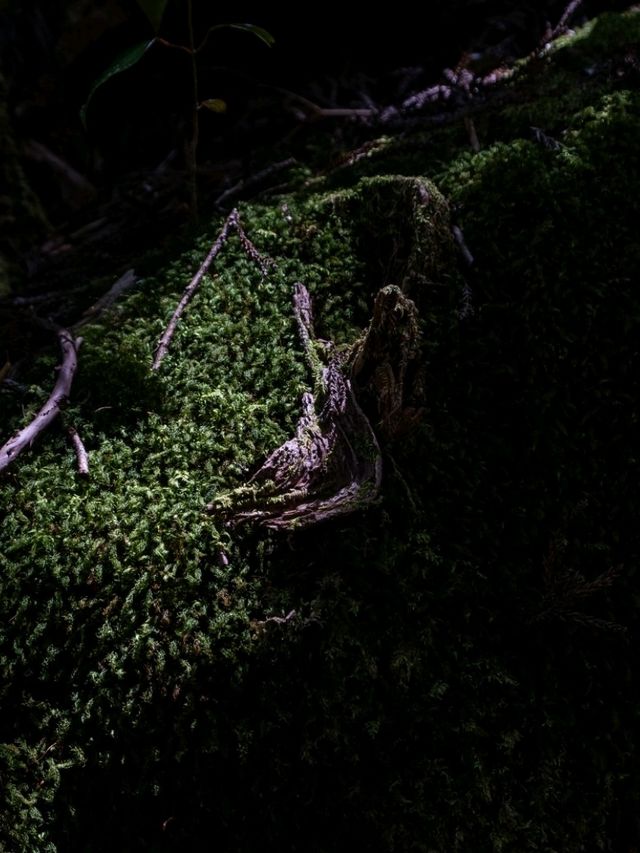 【鹿児島】もののけ姫の舞台にもなったといわれる苔むすもり