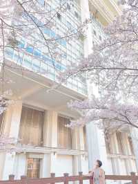 “Spring Blooms at Chosun University: A Hidden Cherry Blossom Haven”