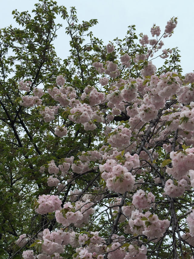東京｜新宿御苑與江戶川平成庭園一日遊