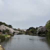 【都会のオアシス】東京 新宿 新宿御苑 季節ごとに異なる鮮やかな景色が楽しめる公園
