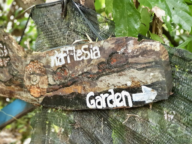 🌺 Bloomin’ Marvelous: My Trip to Kokob Rafflesia Conservation Garden! 🌿