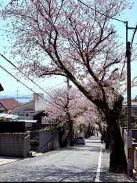🌸 Kobe Cherry Blossom Tunnel – A Spring Adventure 🌸