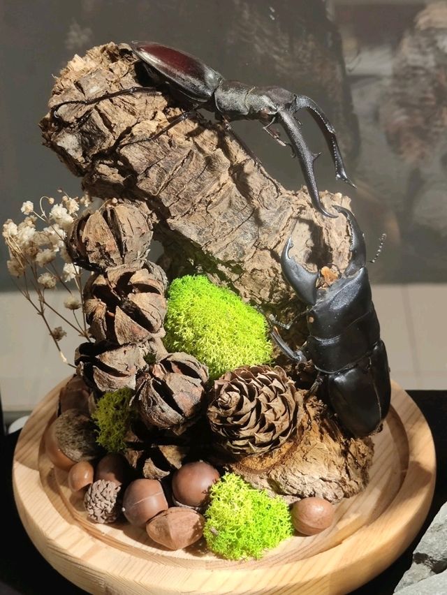 #嘉大昆蟲館-嘉義市東區