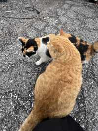 【岡山県】猫がたくさんいる島🐈