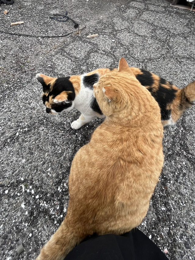 【岡山県】猫がたくさんいる島🐈