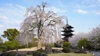 🏯 To-ji Temple: Kyoto’s Towering Beauty & Hidden Surprises 🏯