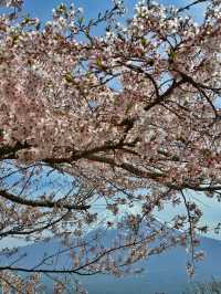 Blossoms Above the Clouds: Cherry Magic at Tenjozan Park