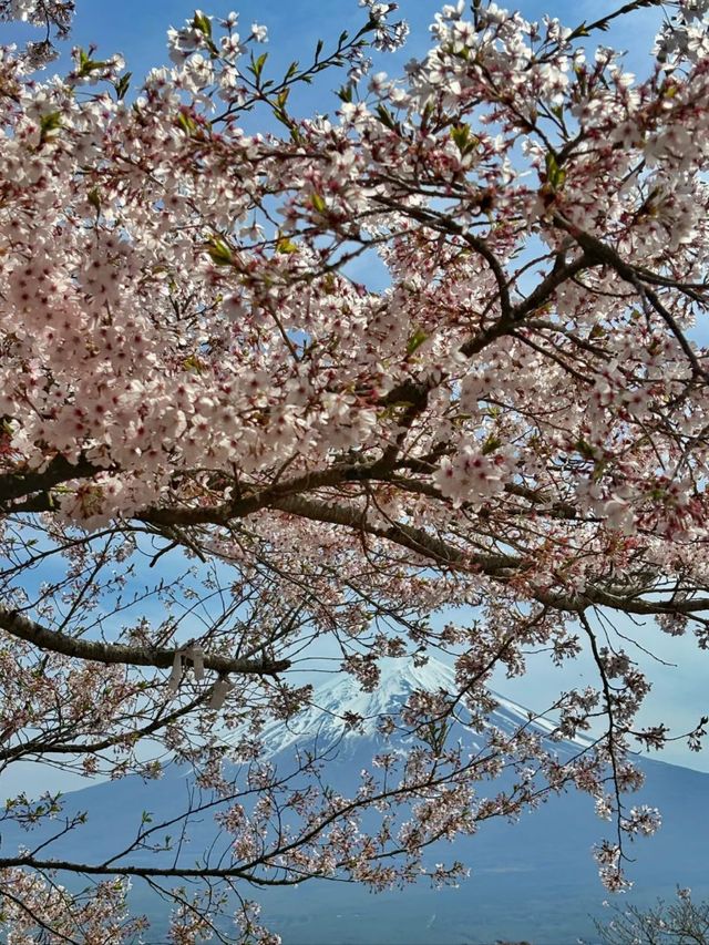 Blossoms Above the Clouds: Cherry Magic at Tenjozan Park