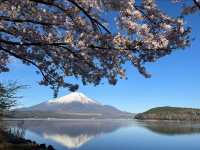 Yamaguchi Lake Sakura | Fuji's Most Photogenic Companion