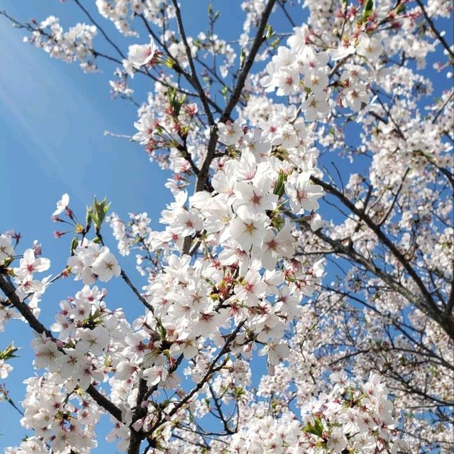 【三重】鹿化川の千本桜