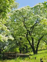 Seize the White Bloom: Your Late April Floral Journey 