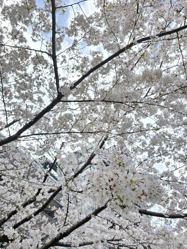 Prettiest Walk Ever