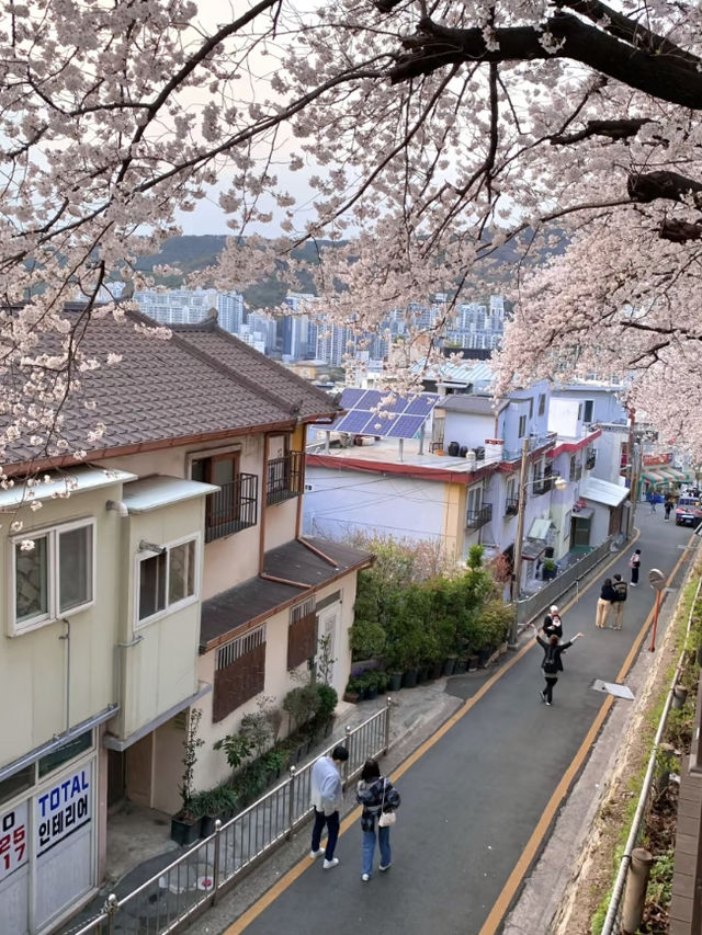 Cherry Blossom Season in Jinhae 🌸
