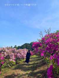 茨城でも綺麗な藤の花、つつじが見れる💐いばらきフラワーパーク