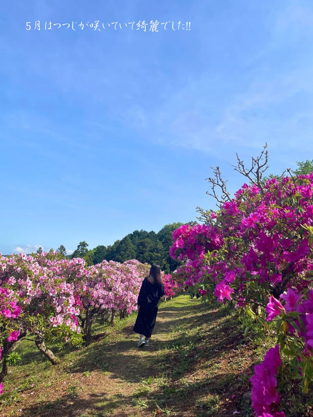 茨城でも綺麗な藤の花、つつじが見れる💐いばらきフラワーパーク