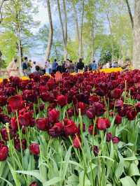 Magical Spring Journey Through Istanbul's Tulip Parks