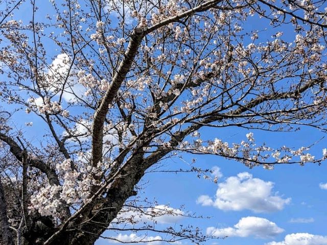 寶池公園櫻之林，京都本地人熱門的賞櫻景點