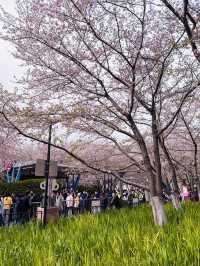 Petals and Platforms: When Shanghai’s Metro Becomes a Sakura Sanctuary