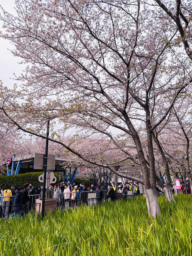 Petals and Platforms: When Shanghai’s Metro Becomes a Sakura Sanctuary