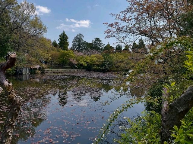 Rock Garden Feels at Ryoanji